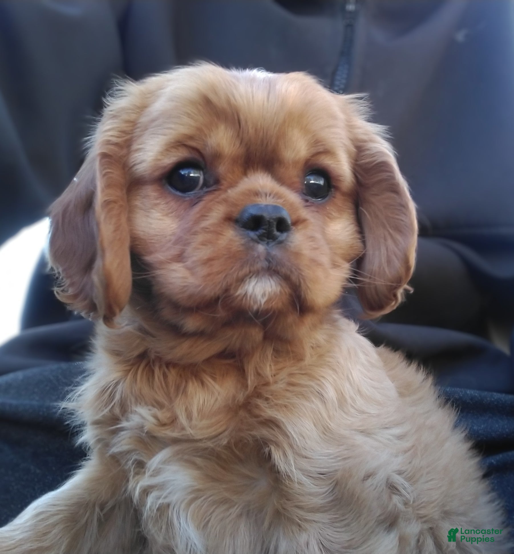 Cavalier King Charles Spaniel dogs Ruby - Ad 23