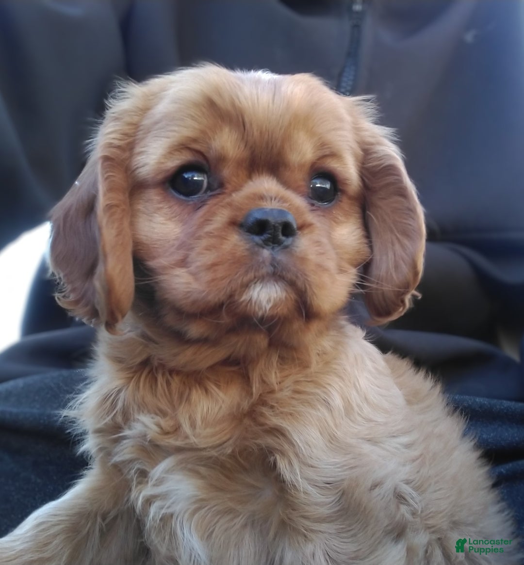 Cavalier King Charles Spaniel dogs for sale: Ruby - Ad 1