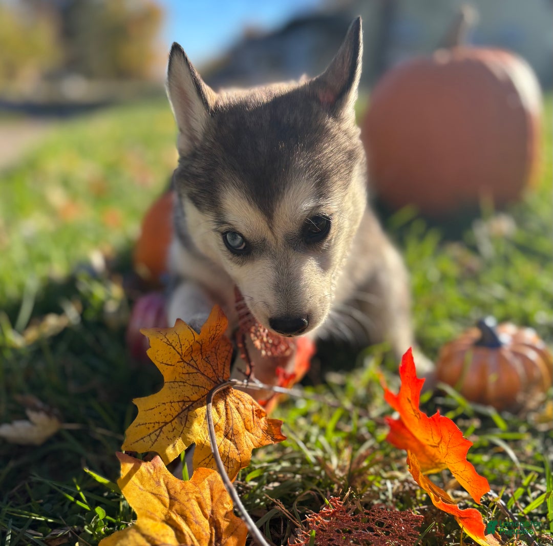 Pomsky dogs for sale: Sophie - Ad 2