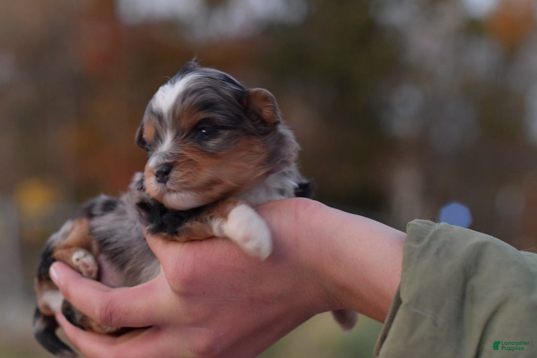 Mini Aussiedoodle dogs for sale: Jackson - Ad 13