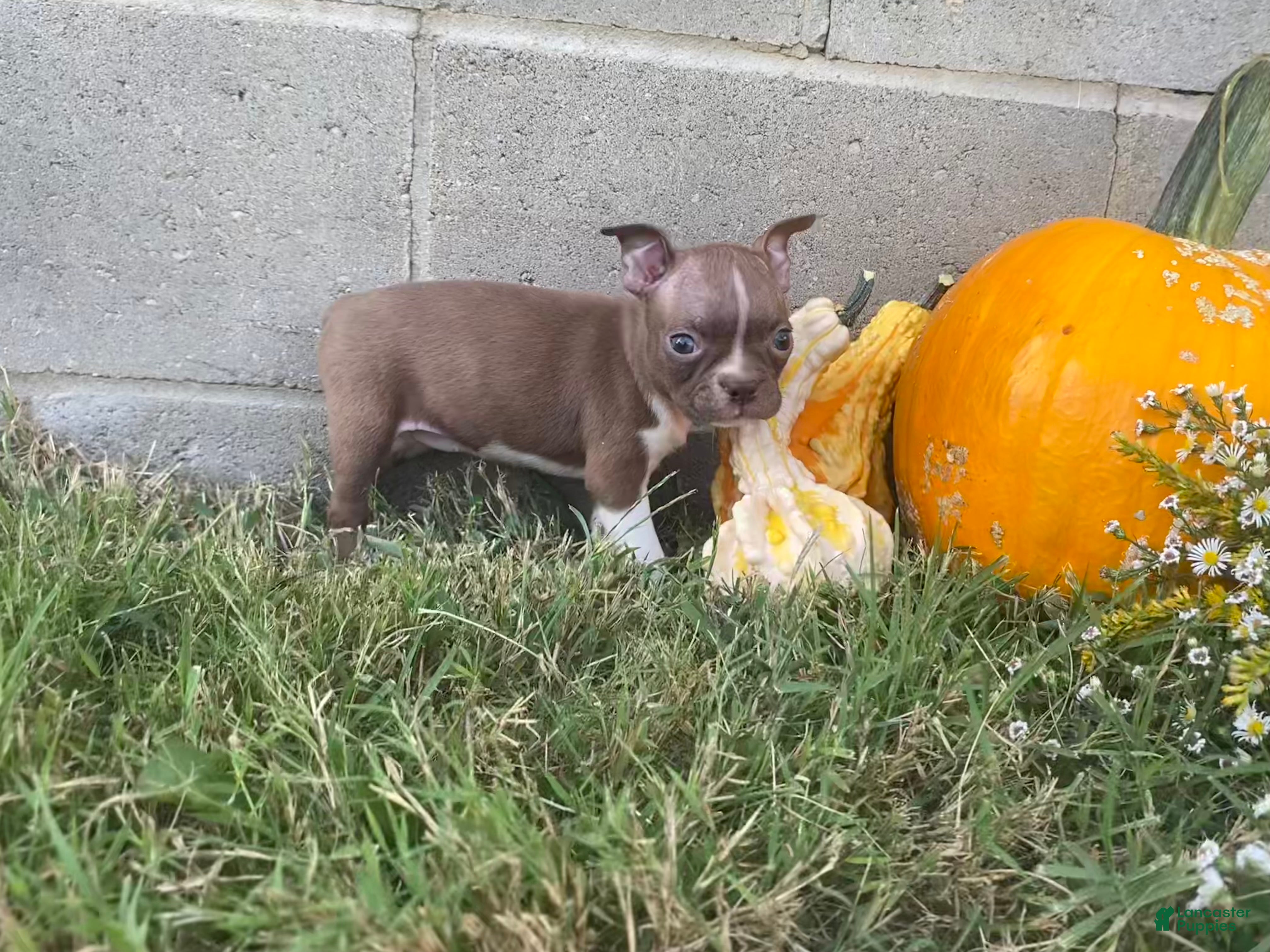 Layla (Boston Terrier, Female) in Bloomfield, IN