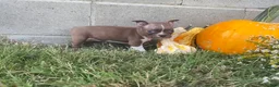 Boston Terrier dogs for sale: Layla - Ad 1