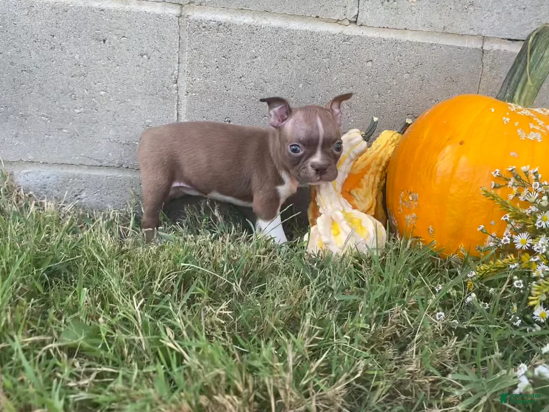 Boston Terrier dogs for sale: Layla - Ad 1