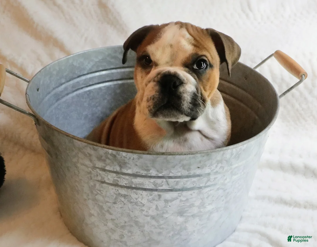 English Bulldog dogs for sale: English Bulldog Puppy 1 - Ad 1