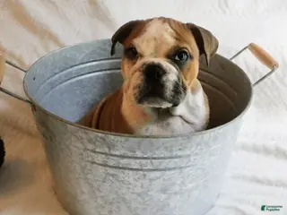 English Bulldog dogs for sale: English Bulldog Puppy 1 - Ad 3