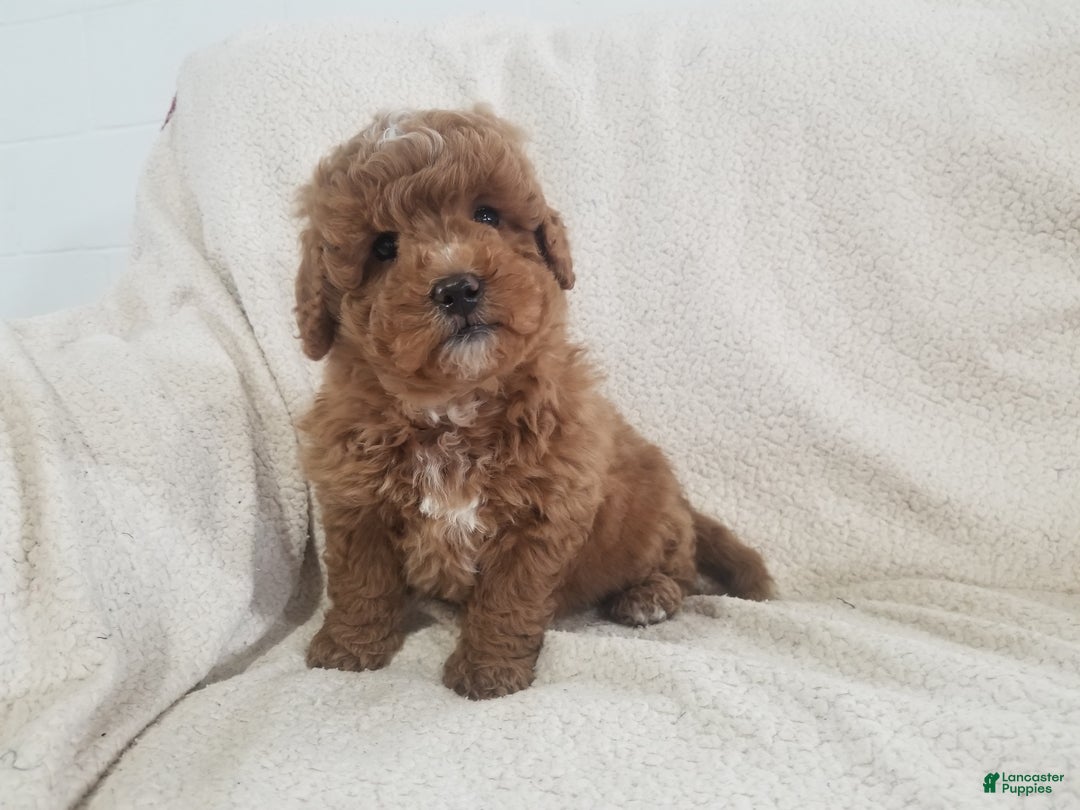 Mini Goldendoodle dogs for sale: Mini Goldendoodle Puppy 4 - Ad 7