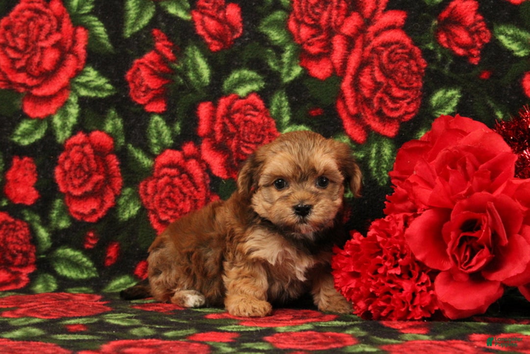 Maltipoo dogs for sale: Hellana - Ad 2