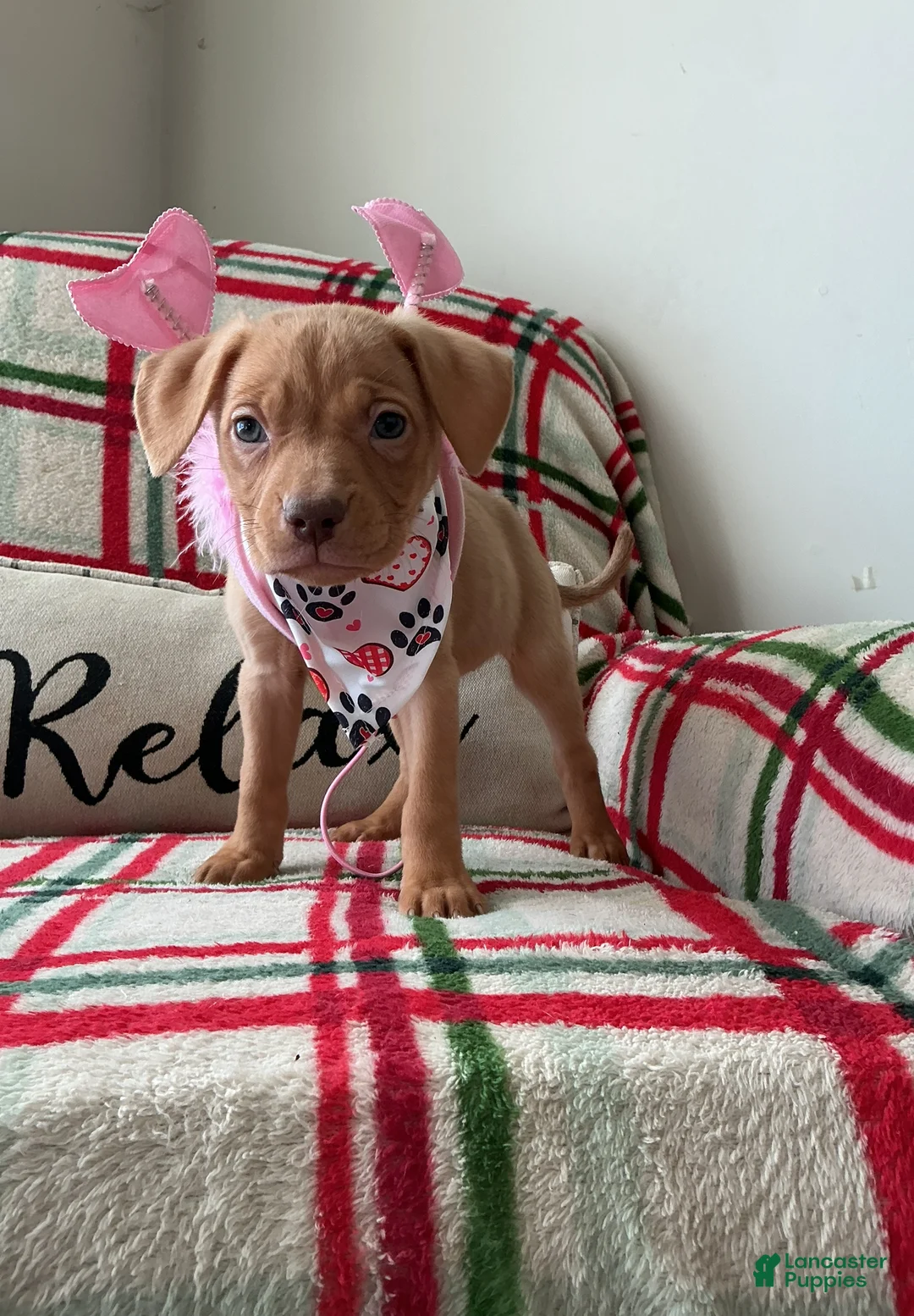 American Bully dogs for sale: Cliffette - Ad 1