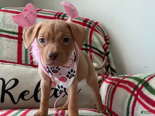 American Bully dogs Cliffette - Ad 40