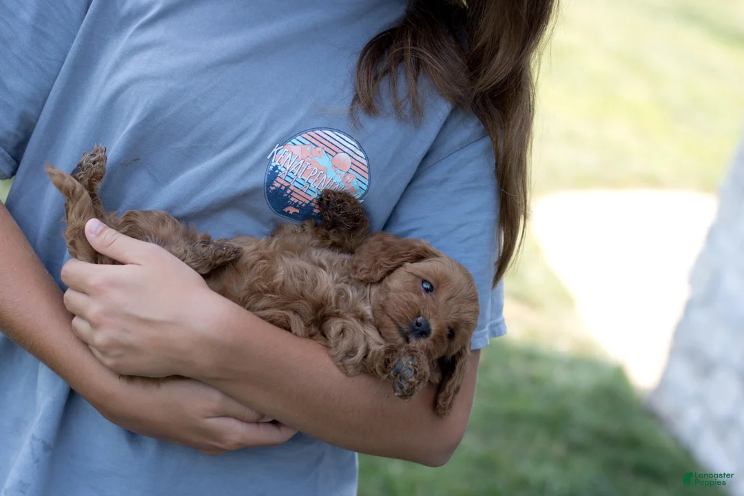 Mini Goldendoodle dogs for sale: Penny - Ad 2