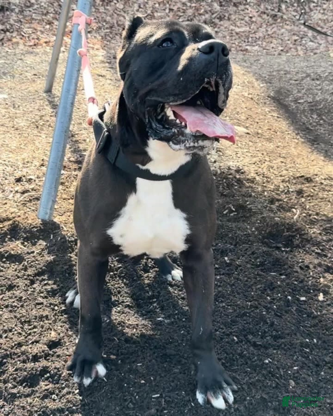 Gallery Image {{count}}