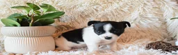 Chihuahua dogs for sale: Desiree - Ad 3