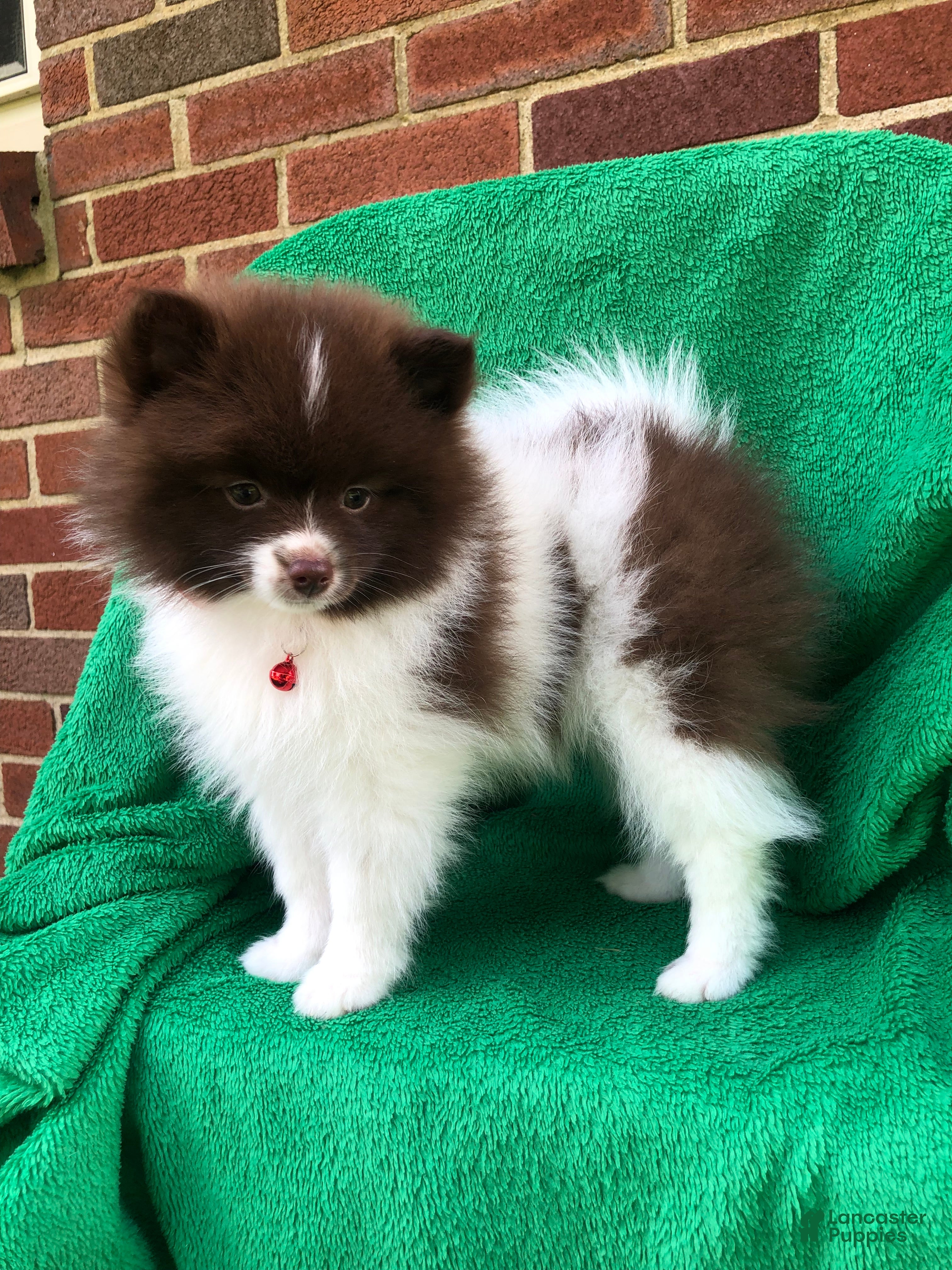 Pomeranian dogs Izzy - Ad 2