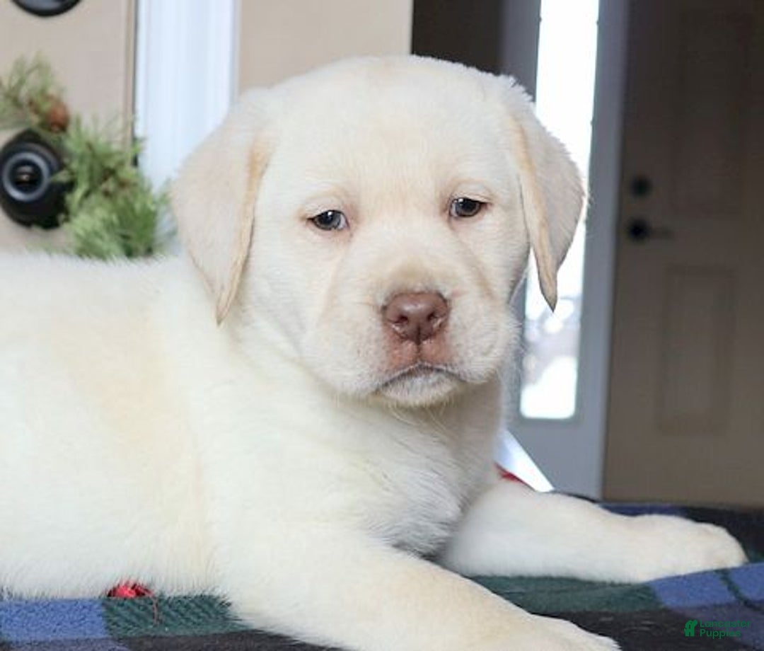 Labrador Retriever dogs for sale: Major - Champ lines - Ad 2