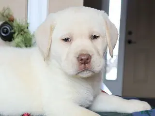 Labrador Retriever dogs Major - Champ lines - Ad 34