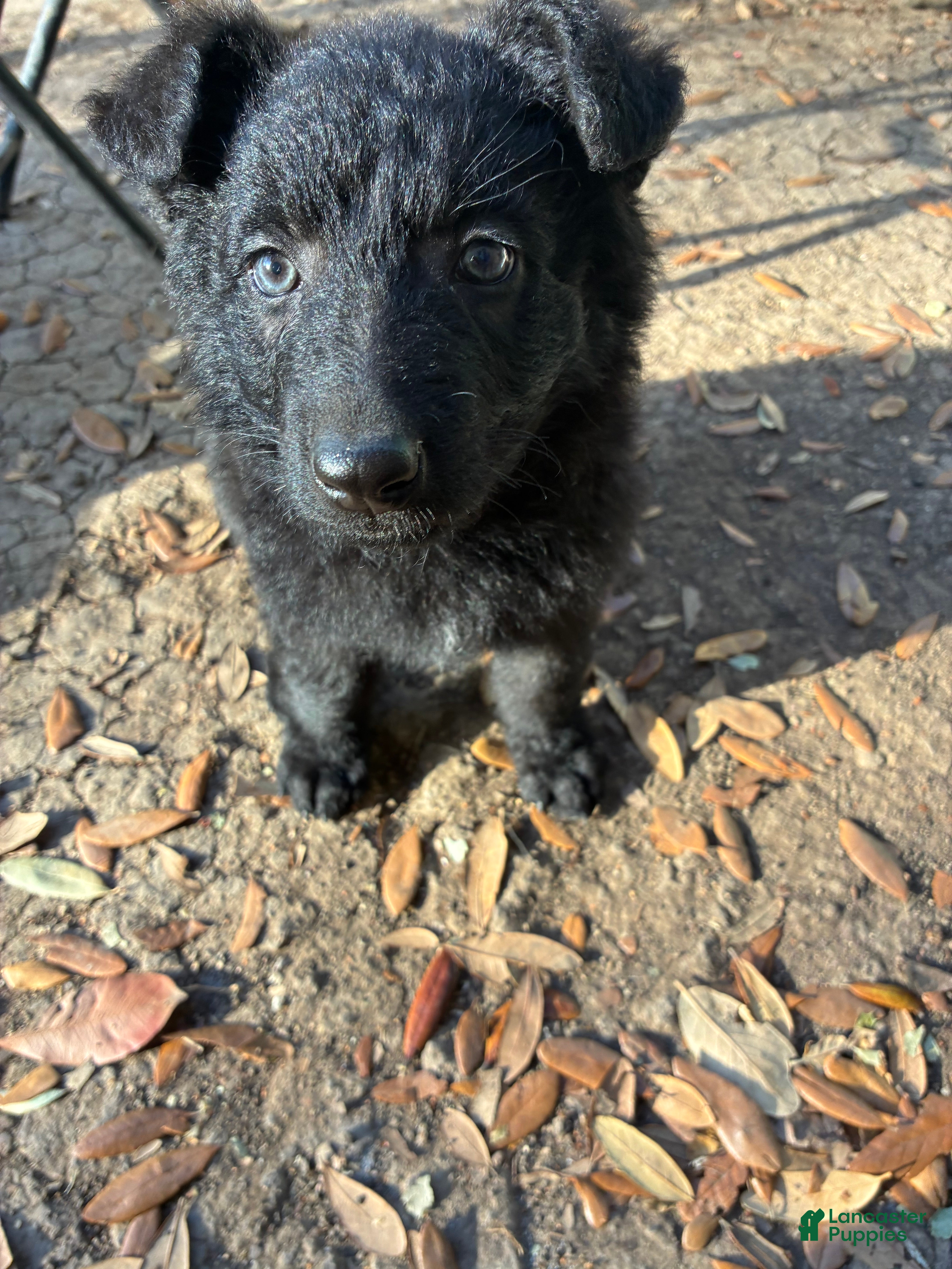 German Shepherd dogs  Puppy 4 - Ad 42