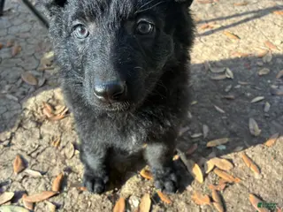 German Shepherd dogs Puppy 4 - Ad 42