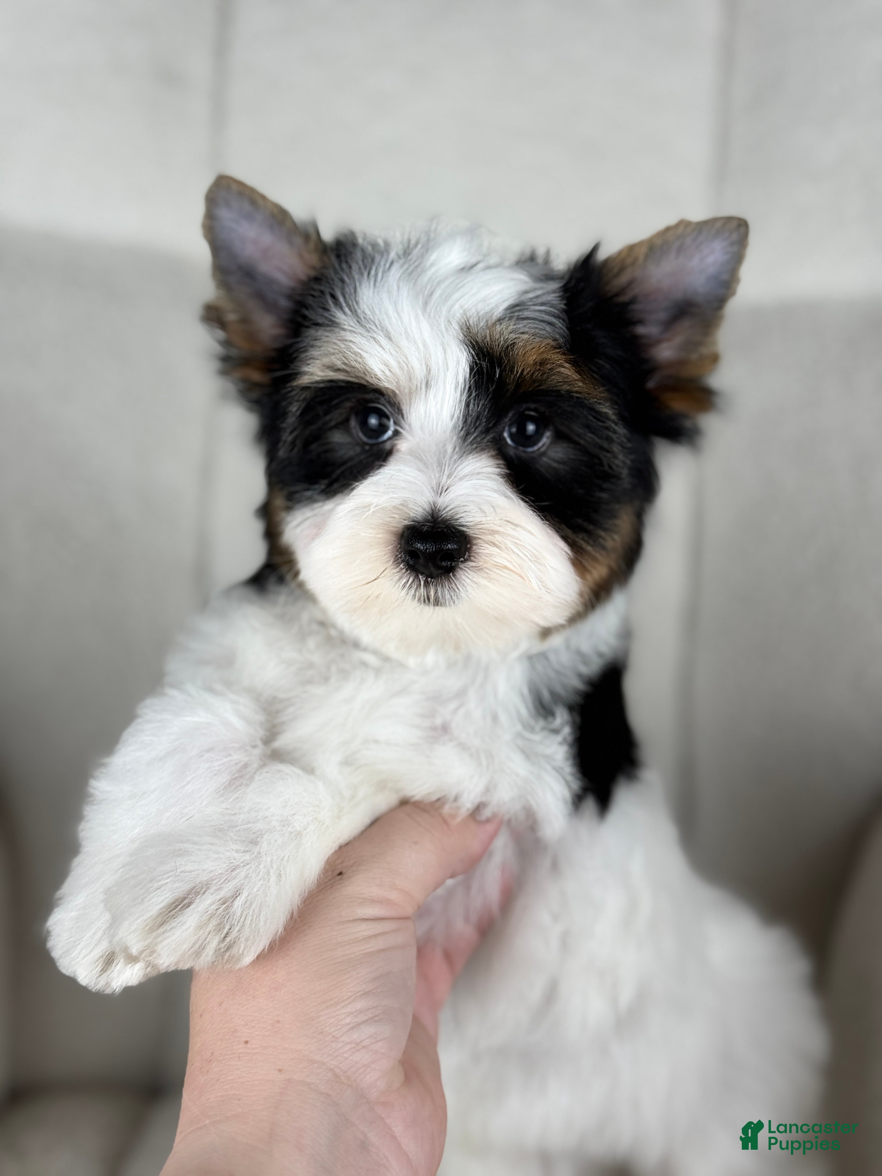 Yorkshire Terrier dogs Scout  - Ad 21