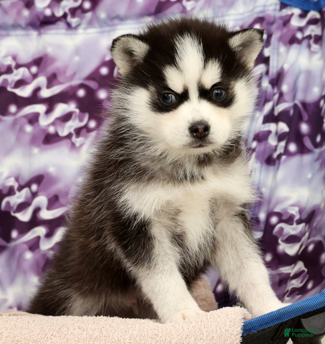 Pomsky dogs for sale: Sampson - Ad 7