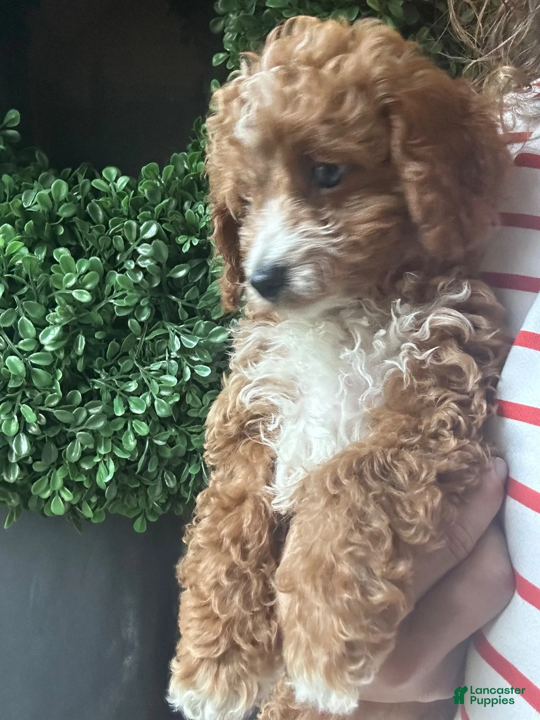 Cavapoochon dogs for sale: ❤️ Red Girly - Ad 1