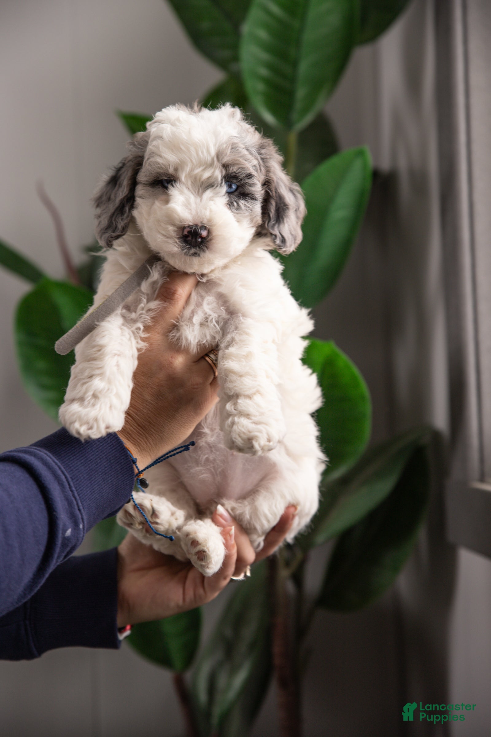 Mixed Breed dogs Eagle - Ad 1