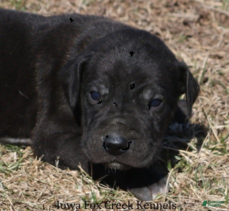 Great Dane dogs Shadow - Ad 42