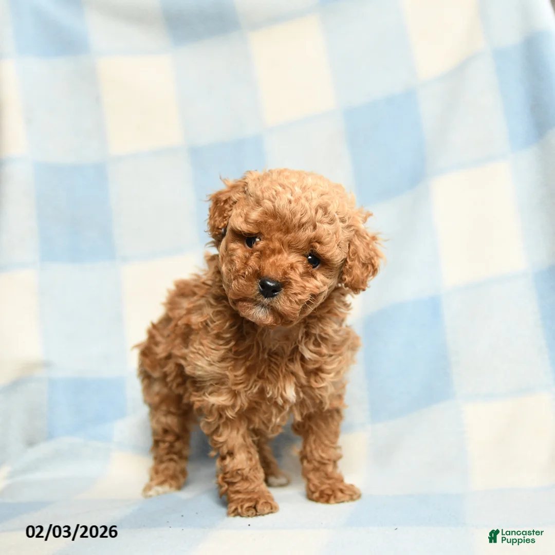 Toy Poodle dogs for sale: Stephanie - Ad 3