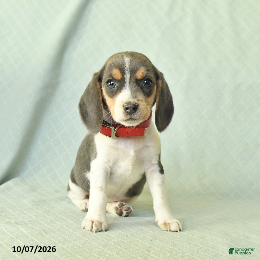 Yamila (Beagle, Female) in Herndon, PA