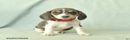 Beagle dogs for sale: Yamila - Ad 1