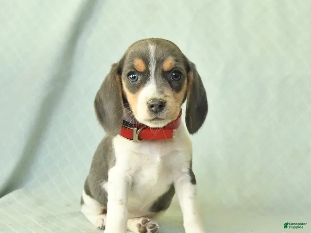 Beagle dogs Yasmine - Ad 1
