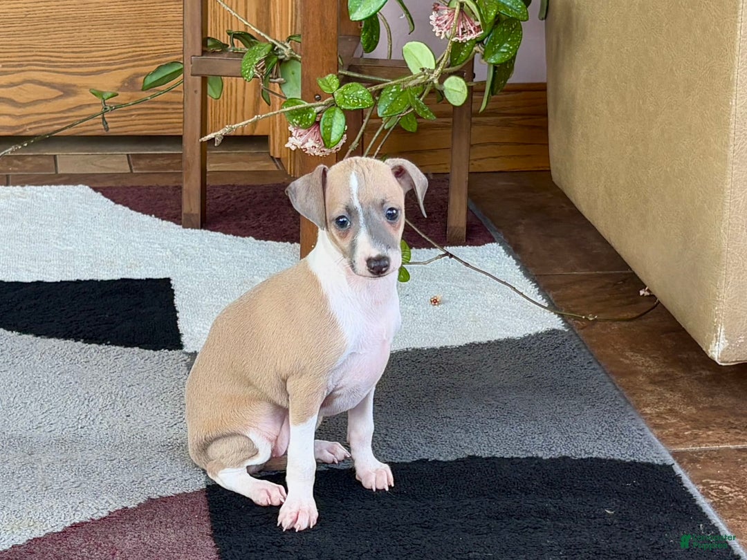 Italian Greyhound dogs for sale: Trina - Ad 7