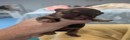 French Bulldog dogs for sale: French Bulldog 2 - Ad 1