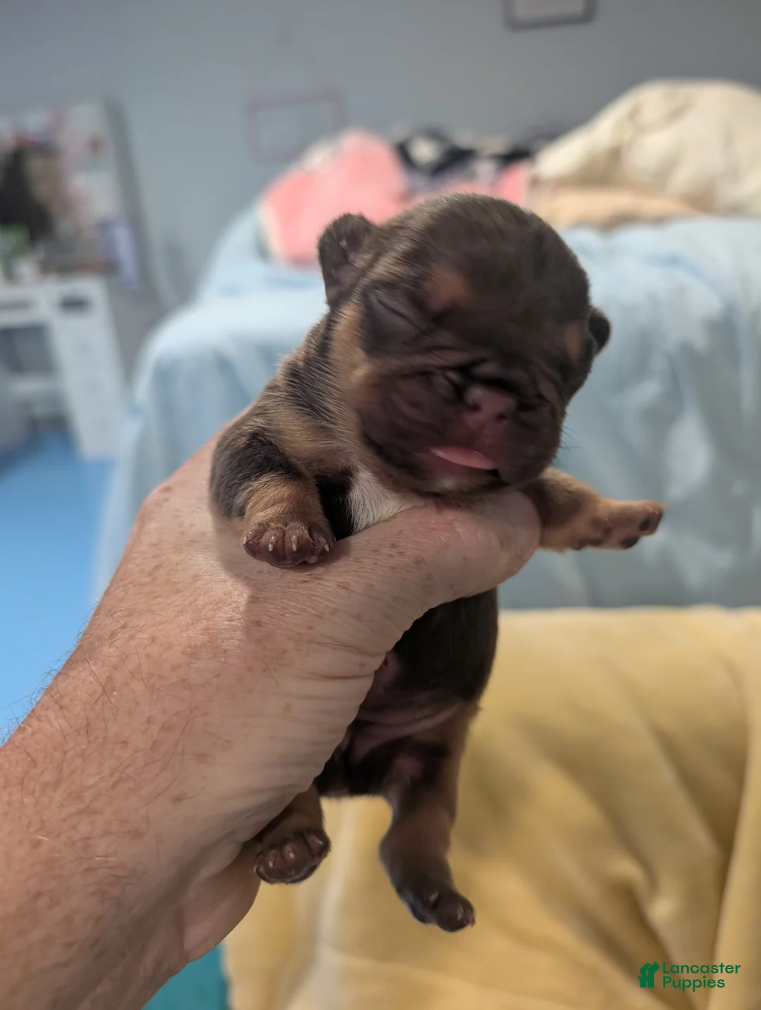 French Bulldog dogs for sale: French Bulldog 2 - Ad 1