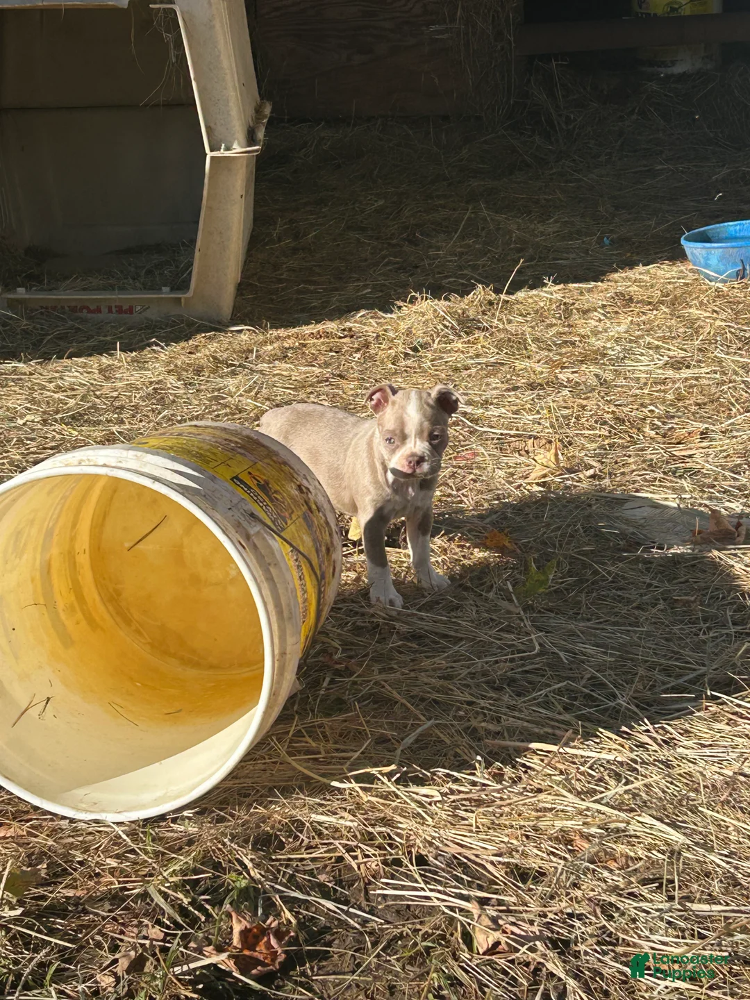 Boston Terrier dogs for sale: Bonnie - Ad 2