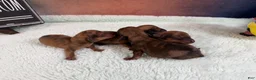 Miniature Dachshund dogs for sale: Red smooth female  - Ad 2