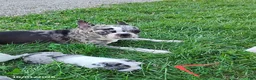 Boston Terrier dogs for sale: Rosalie - Ad 3