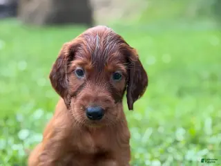 Irish Setter dogs Purple collar - Ad 34