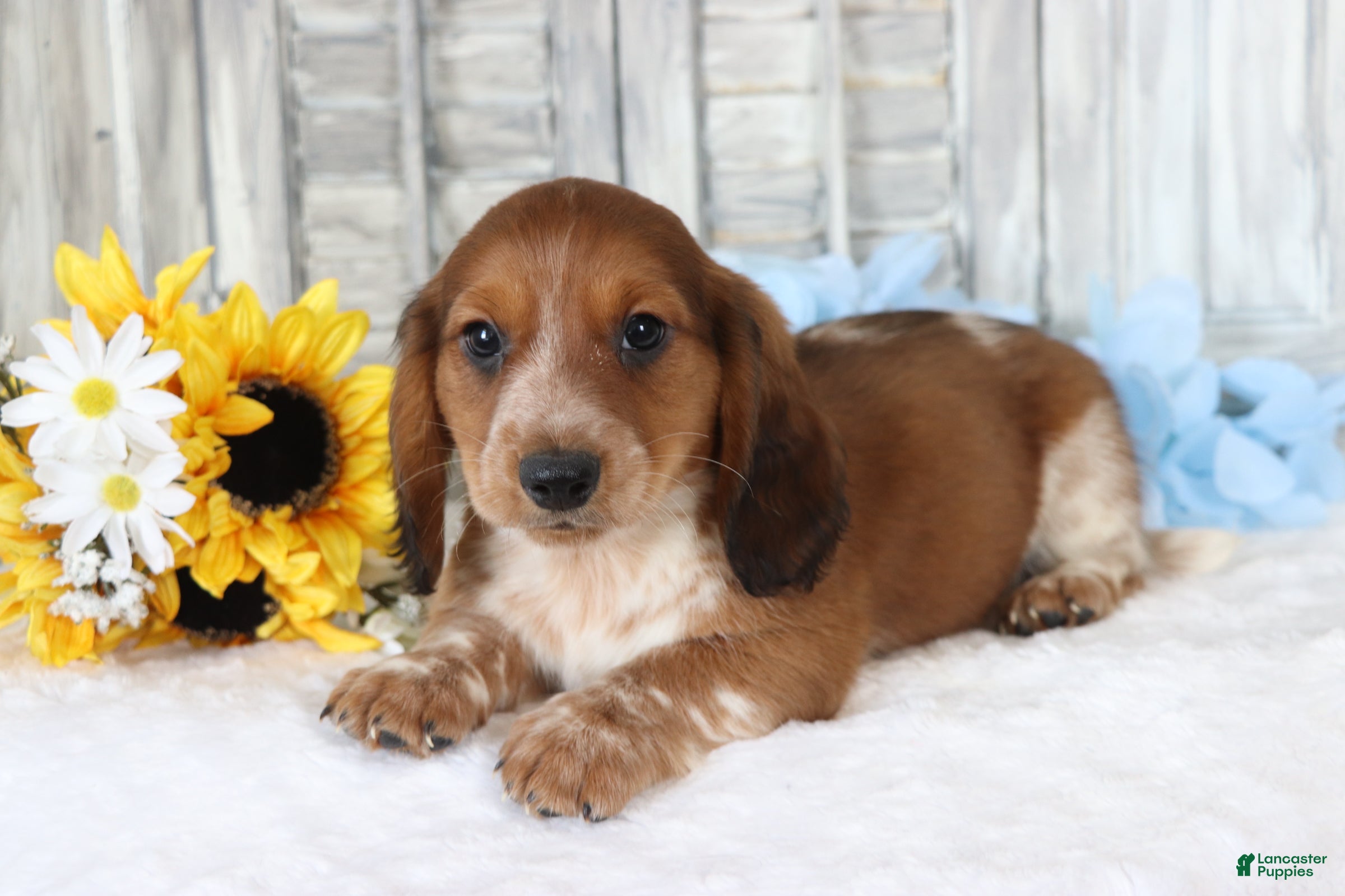 Dachshund dogs Samson  - Ad 2