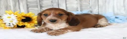 Dachshund dogs for sale: Samson  - Ad 2