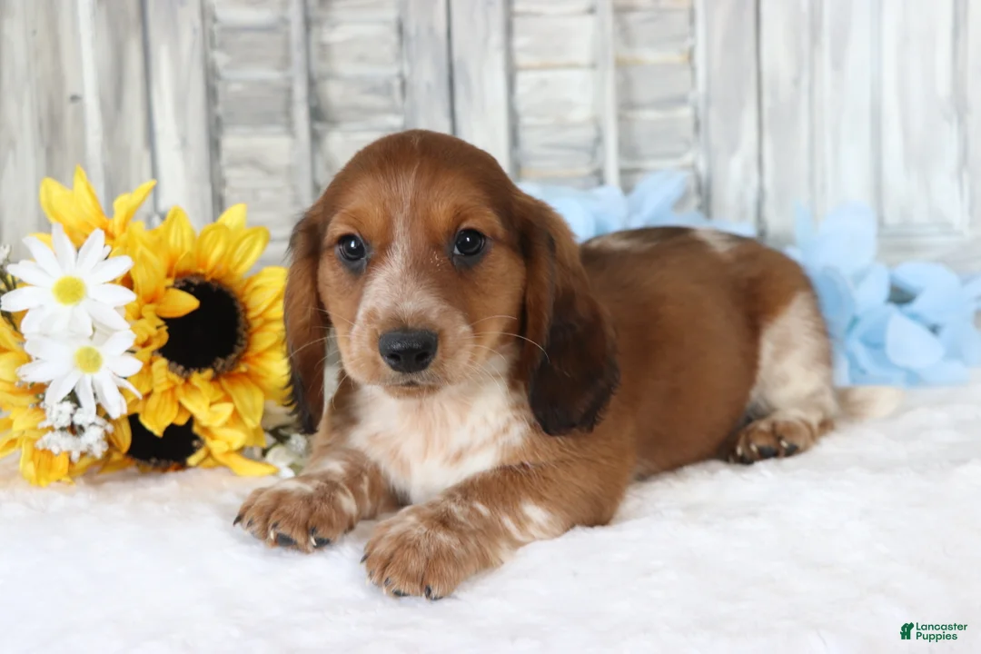 Dachshund dogs for sale: Samson  - Ad 2