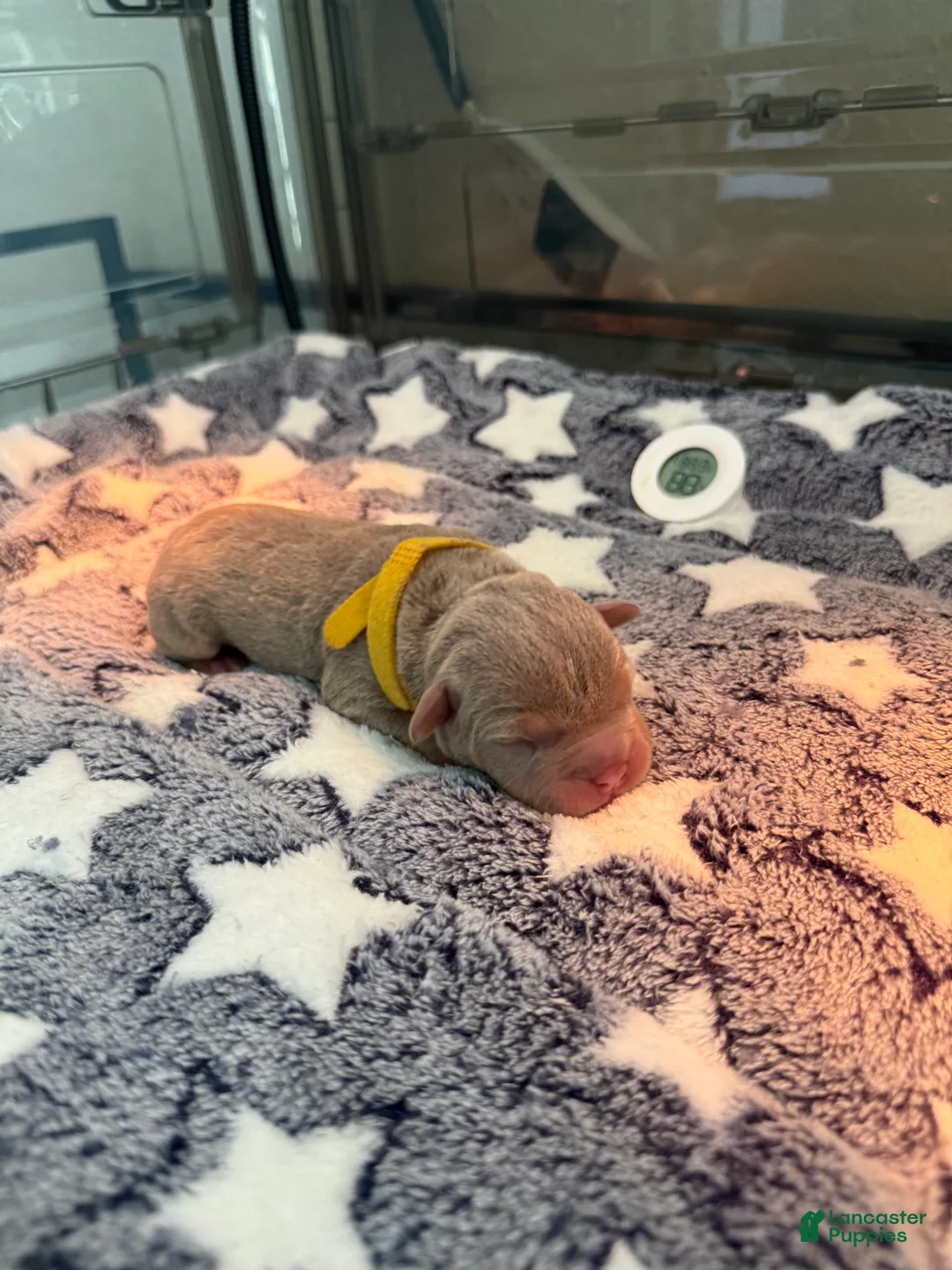 American Bully dogs for sale: American Bully 8 - Ad 2