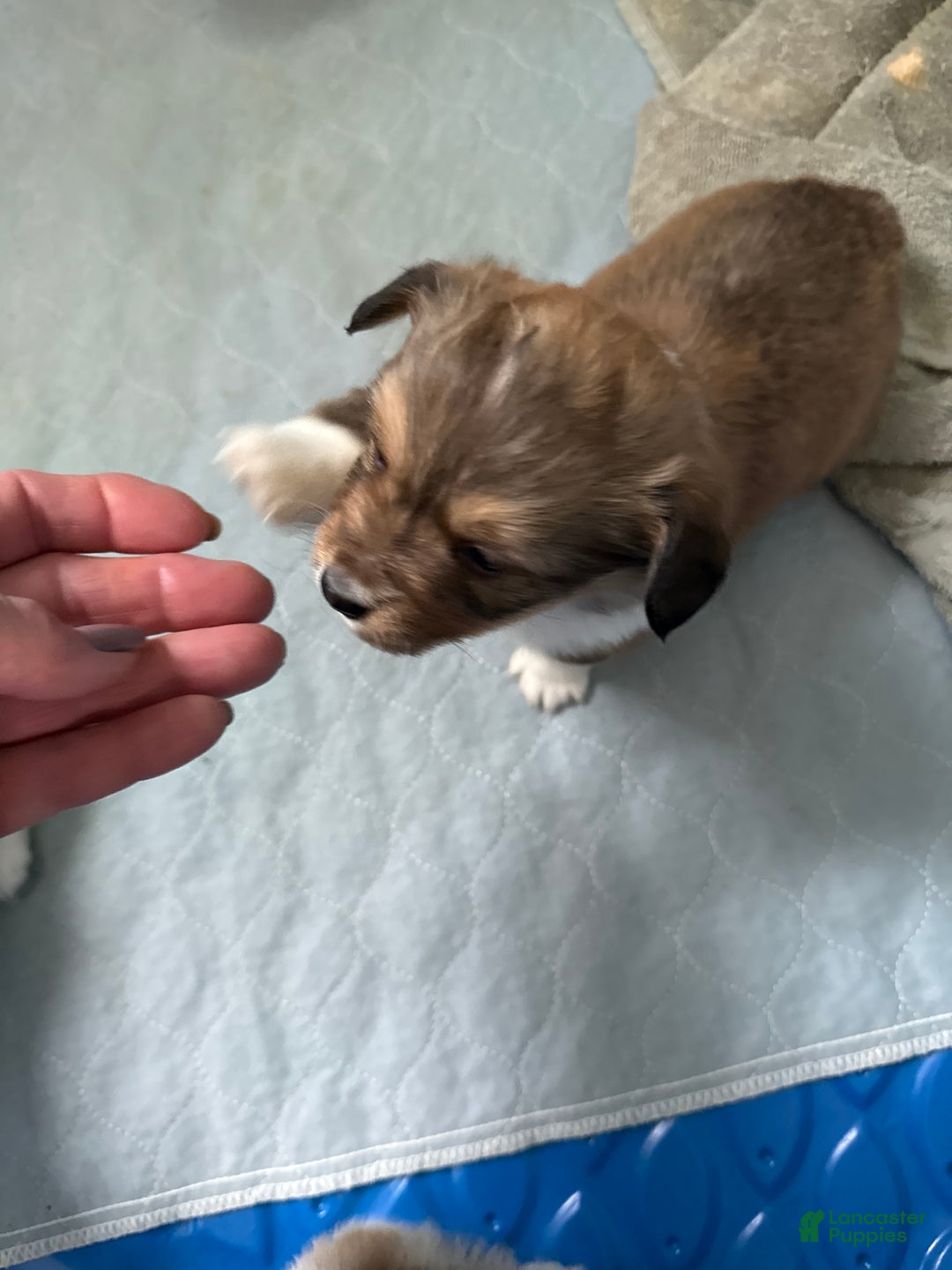 Welsh Corgi Pembroke dogs for sale: Welsh Corgi Pembroke Puppy 6 - Ad 1