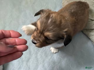 Welsh Corgi Pembroke dogs Welsh Corgi Pembroke Puppy 6 - Ad 25