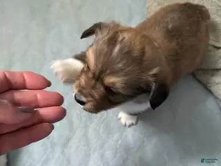 Welsh Corgi Pembroke dogs Welsh Corgi Pembroke Puppy 6 - Ad 3