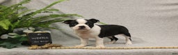 Boston Terrier dogs for sale: Fairy - Ad 9