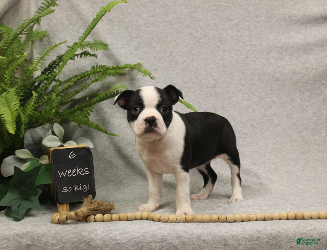 Boston Terrier dogs for sale: Fairy - Ad 9