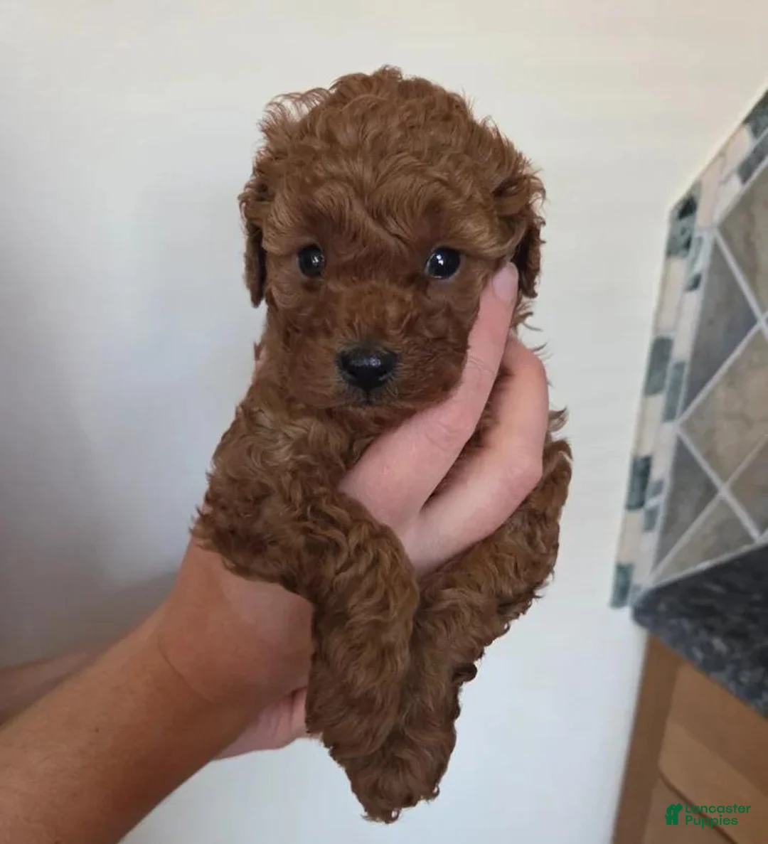Cavapoo dogs for sale: Harley - Ad 18