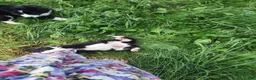 Mixed Breed dogs for sale: Mixed Breed 2 - Ad 14