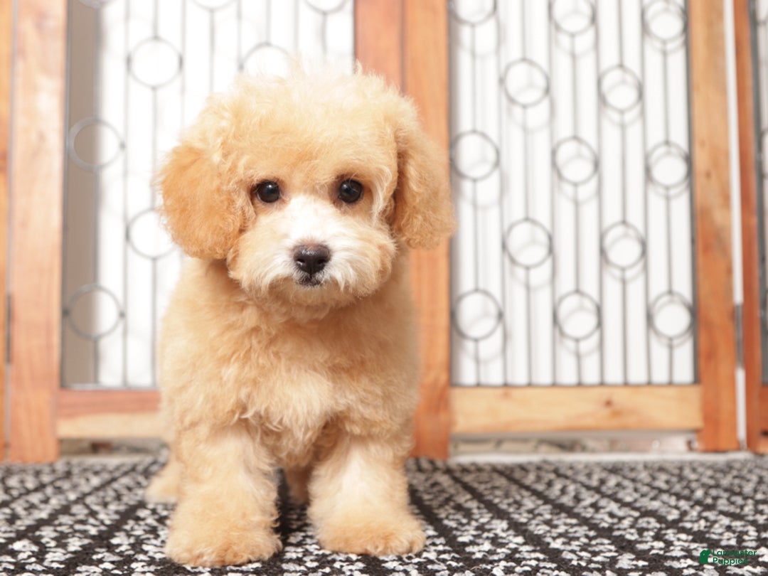 Bichpoo dogs for sale: Dot - Ad 4