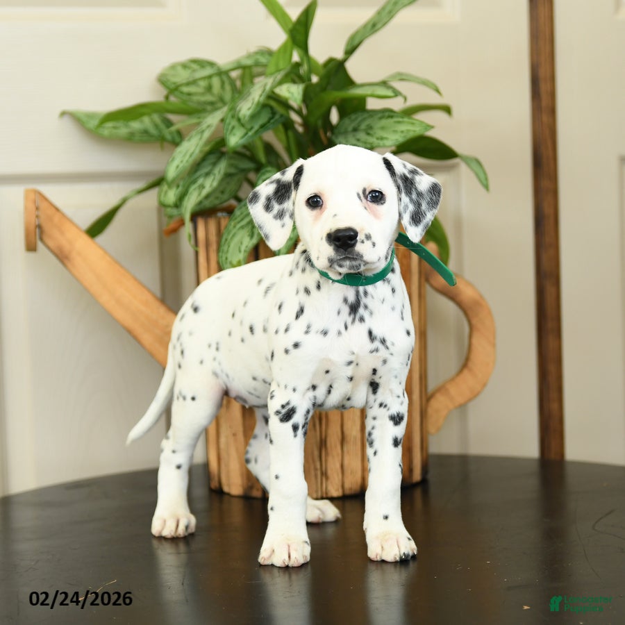 Dalmatian dogs Kathy - Ad 1